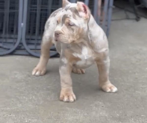 Cookie, a female American Bully puppy