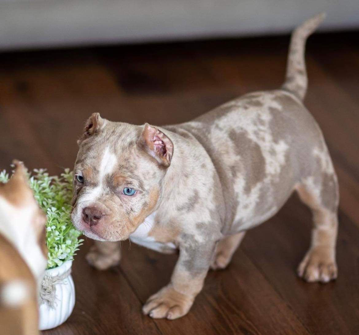 Lucy, a female American Bully puppy