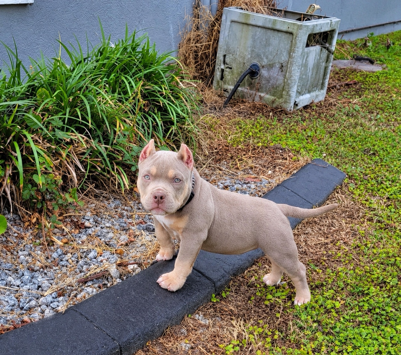 Mark, a male American Bully puppy