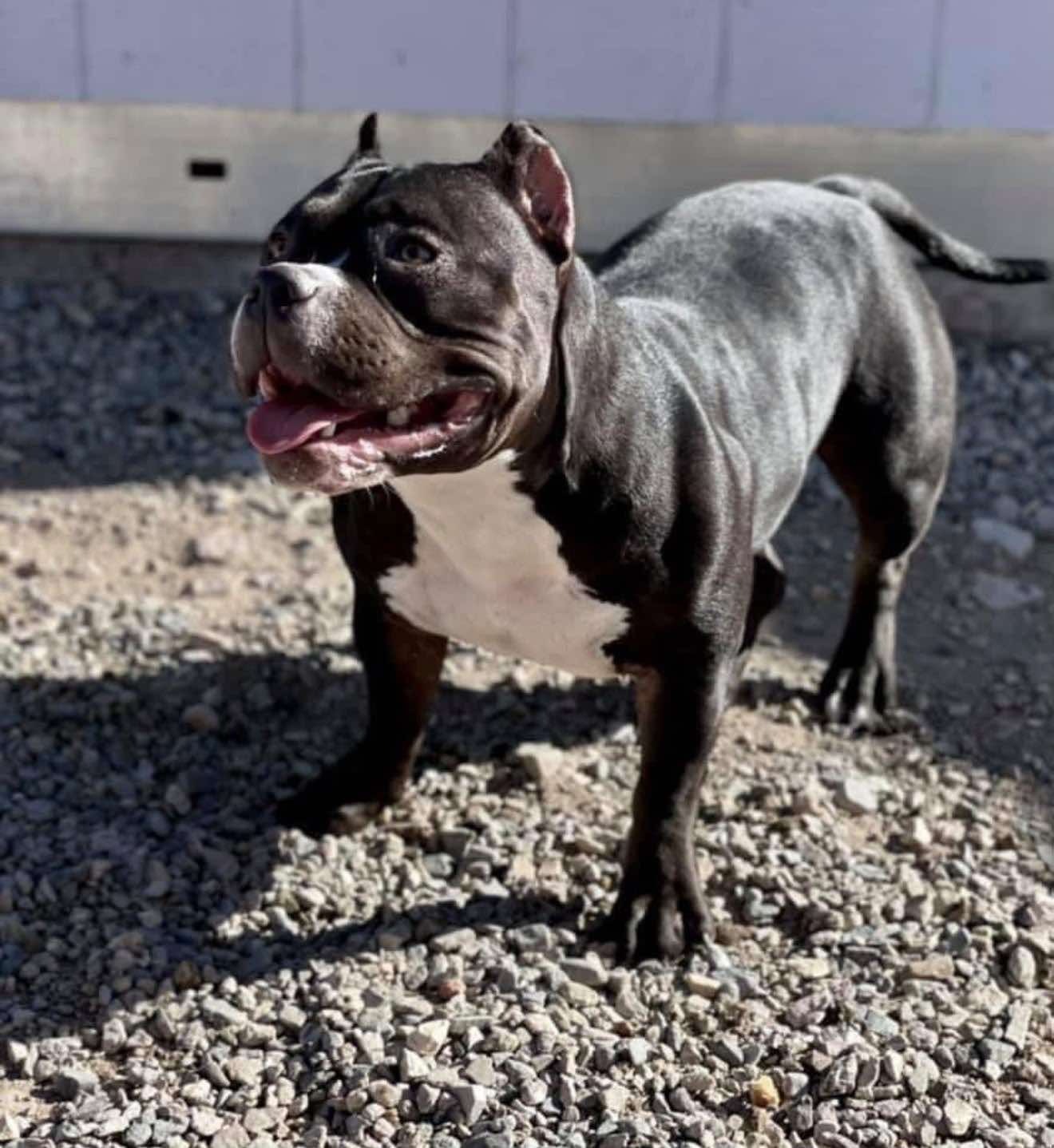 JB Bullies parent dog photo 2