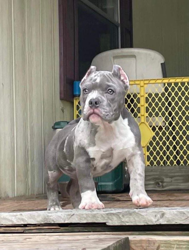 Rico, a male American Bully puppy