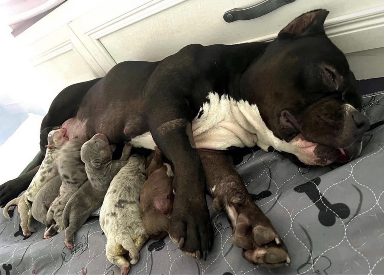 Upcoming JB Bullies litter